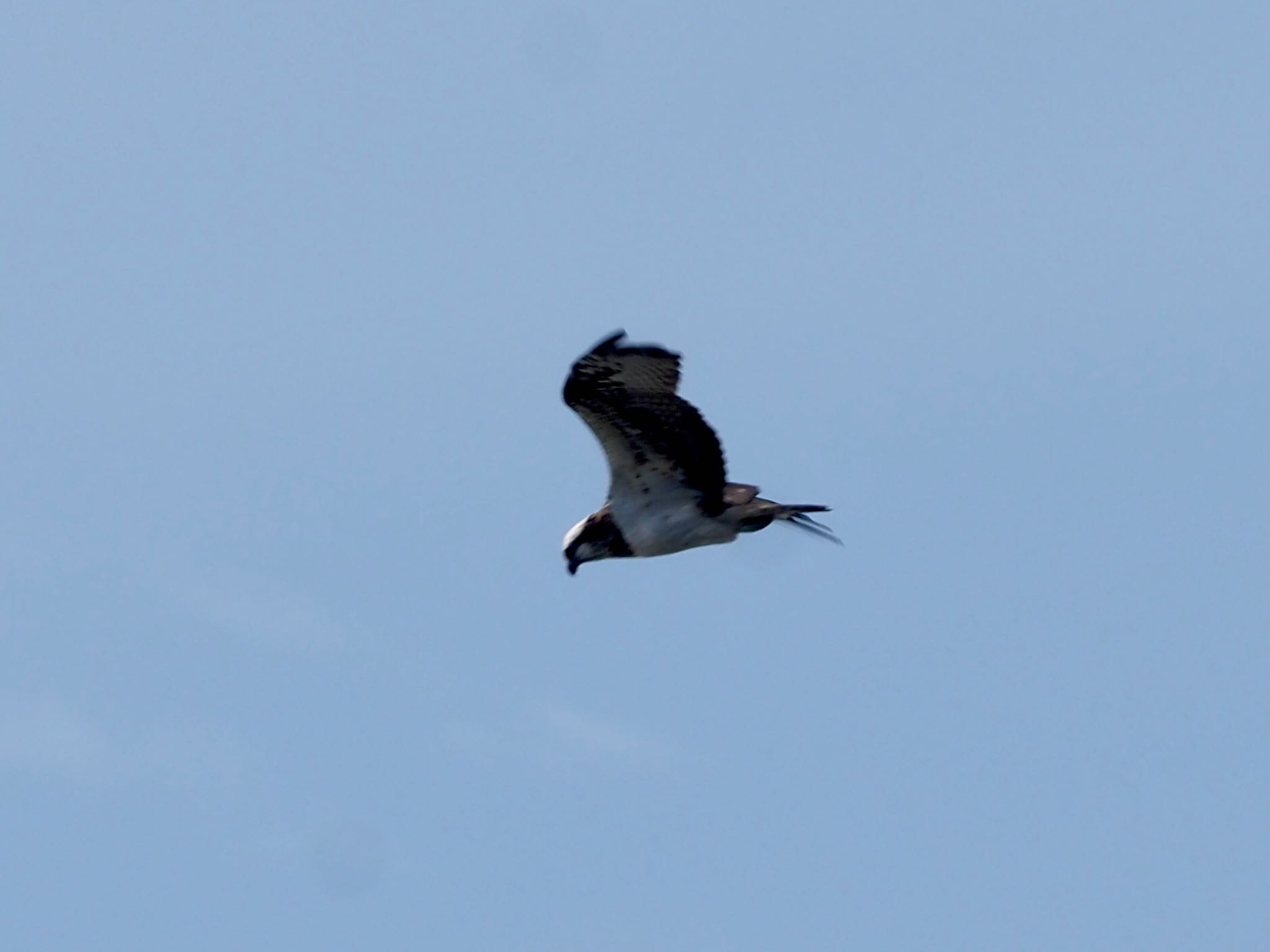 Photo of Osprey at Watarase Yusuichi (Wetland) by shu118