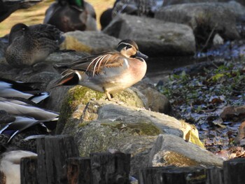 2021年12月12日(日) 座間谷戸山公園の野鳥観察記録