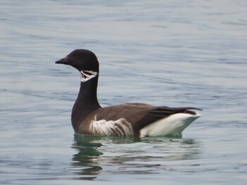 2021年12月12日(日) 志津川湾の野鳥観察記録