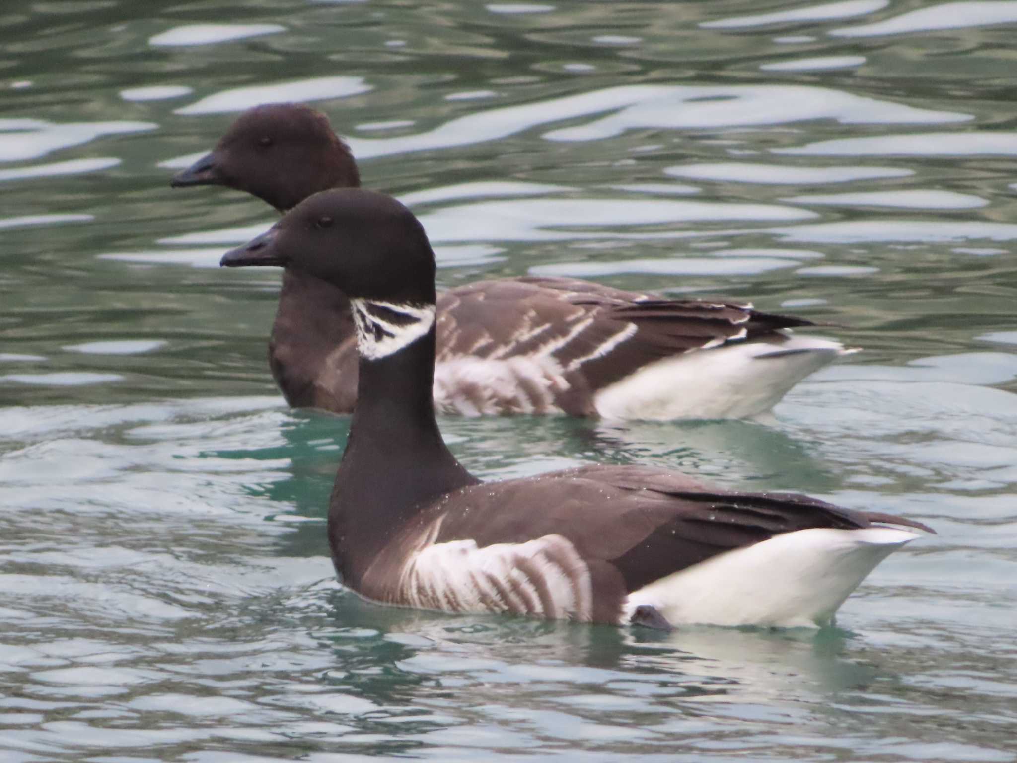 Brant Goose