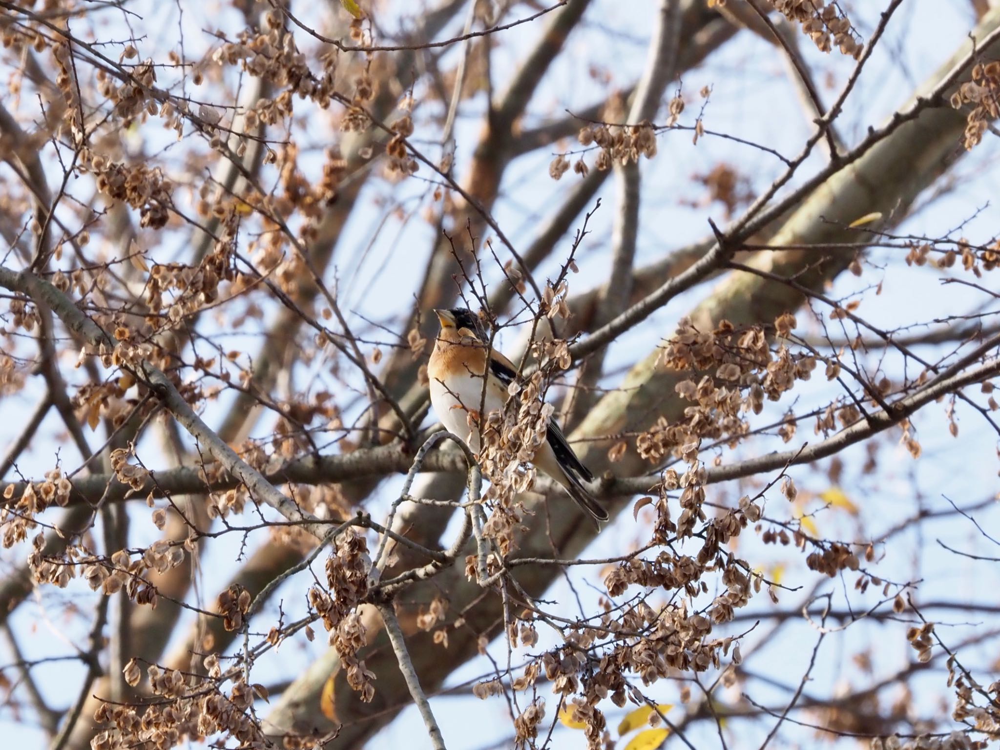 Photo of Brambling at Watarase Yusuichi (Wetland) by shu118