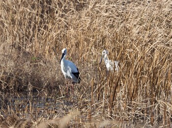 Oriental Stork Watarase Yusuichi (Wetland) Sun, 12/12/2021