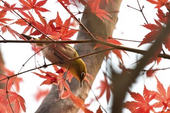 2021年12月12日(日) 長浜公園の野鳥観察記録