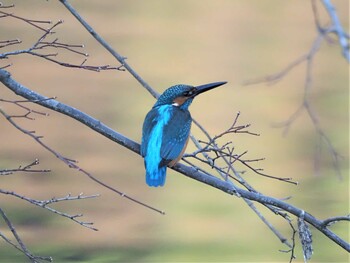 カワセミ じゅんさい緑地公園 2021年12月12日(日)