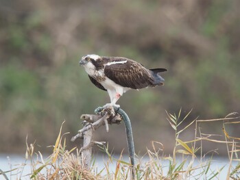 Osprey Unknown Spots Sun, 12/12/2021