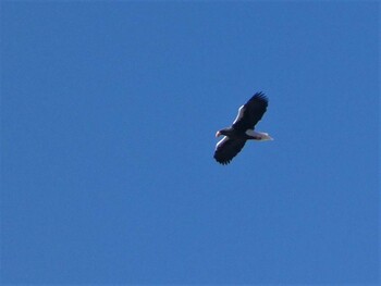 Steller's Sea Eagle 中禅寺湖 Sun, 12/5/2021