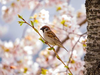 スズメ 宮城県仙台市・梅田川 2017年4月15日(土)