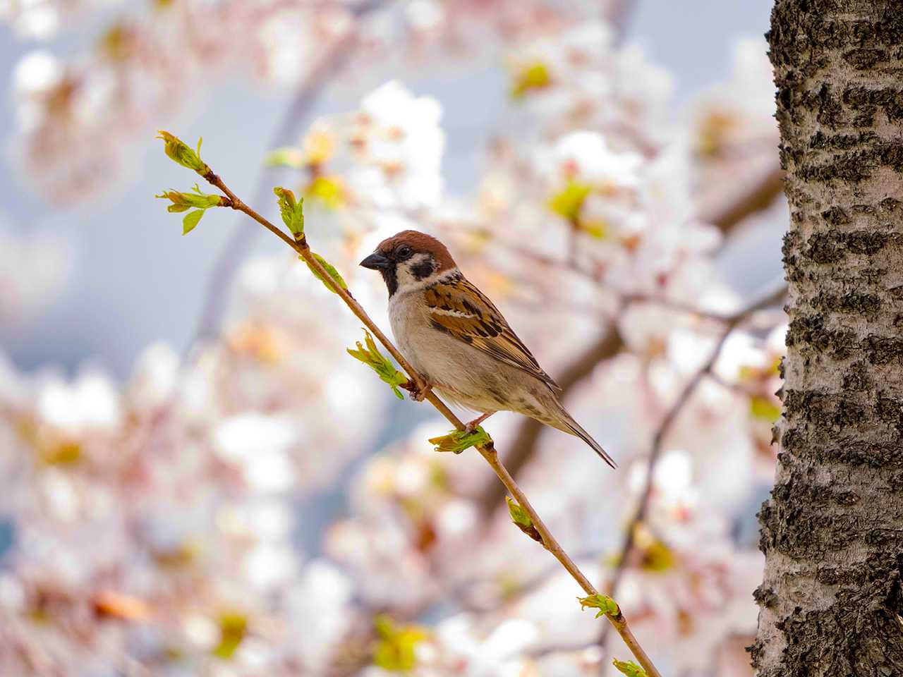 宮城県仙台市・梅田川 スズメの写真 by ごりぺん