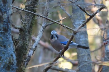 2021年12月12日(日) 水ヶ塚公園の野鳥観察記録