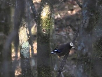 カケス 水ヶ塚公園 2021年12月12日(日)