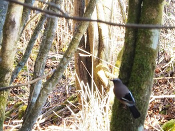 Eurasian Jay 水ヶ塚公園 Sun, 12/12/2021