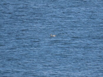 Vega Gull 浜名湖 Sun, 12/12/2021