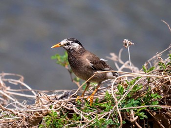 2017年4月15日(土) 宮城県仙台市・梅田川の野鳥観察記録