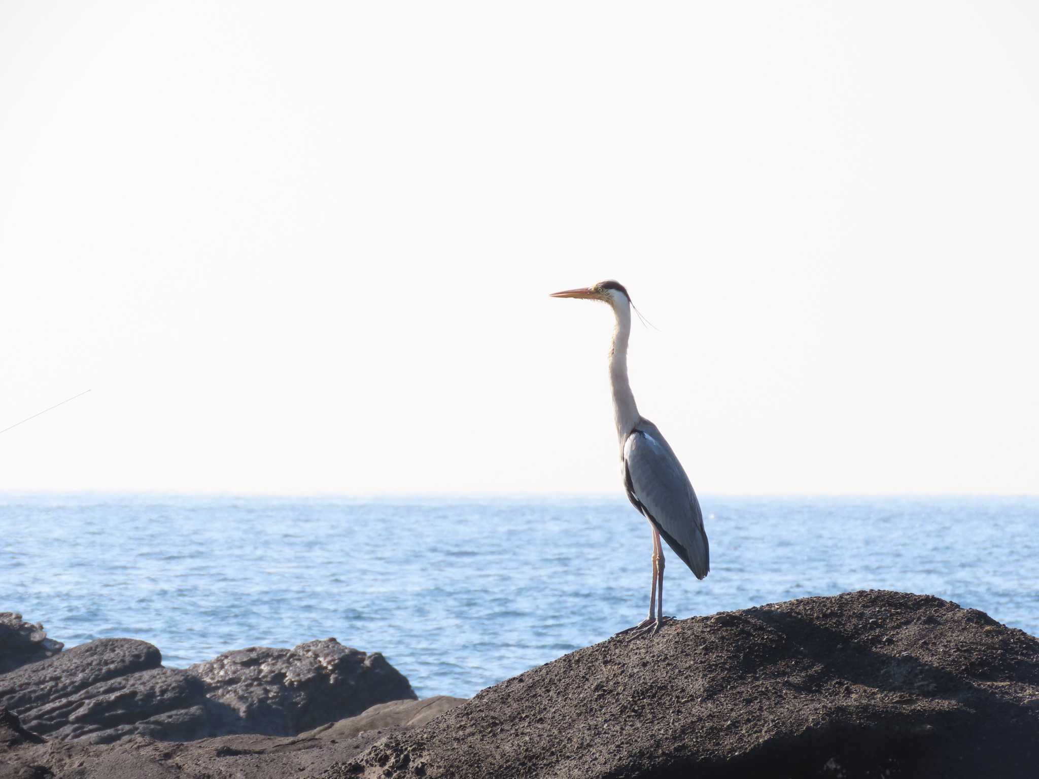 城ヶ島 アオサギの写真 by のぐち