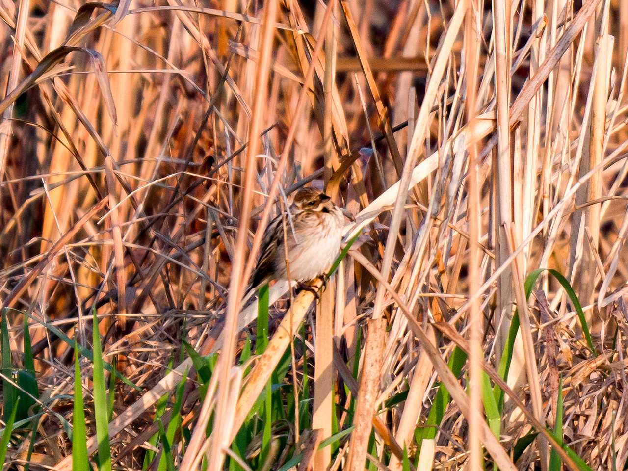 Photo of Common Reed Bunting at 大沼(宮城県仙台市) by ごりぺん