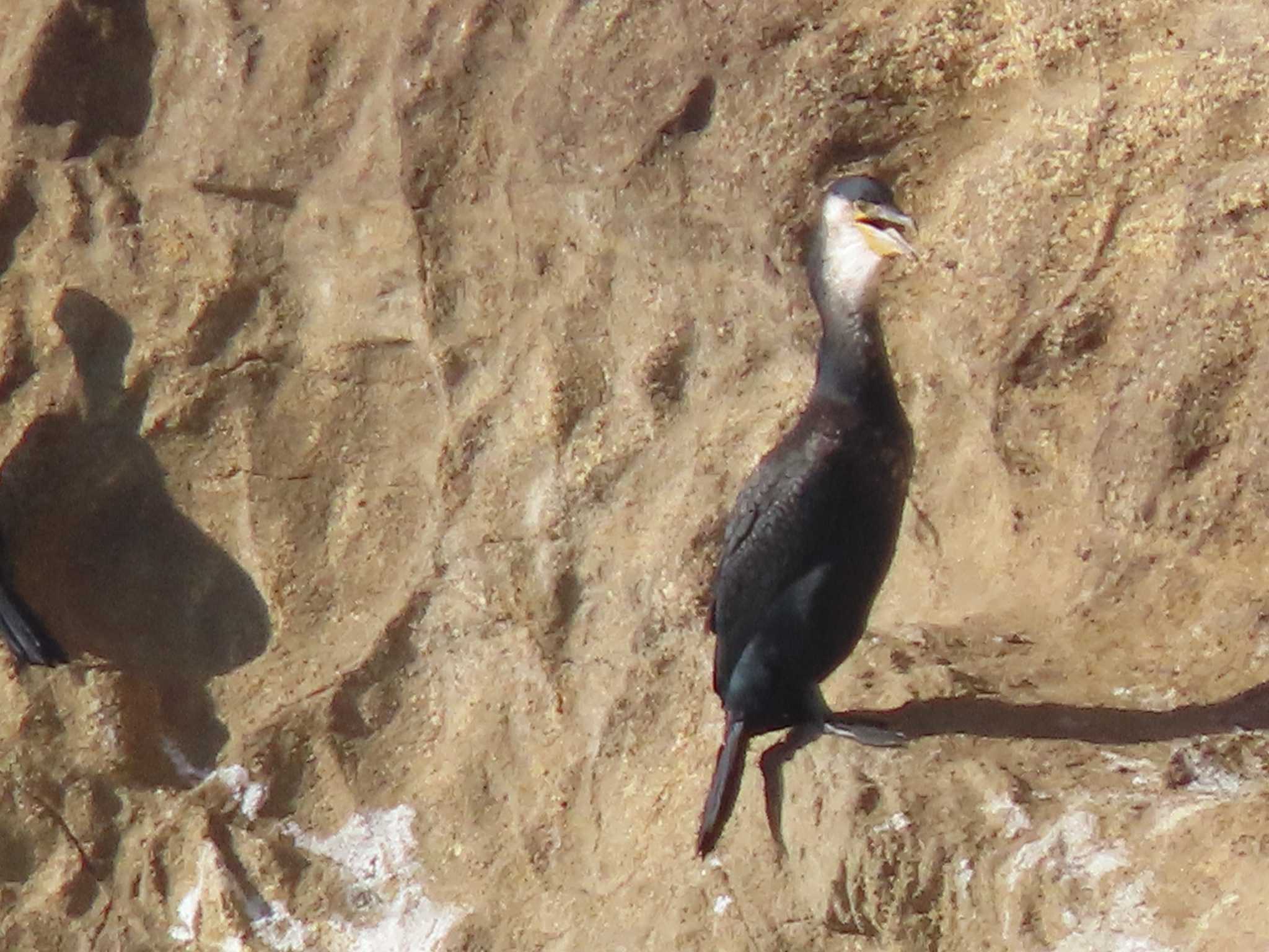 城ヶ島 ウミウの写真 by のぐち