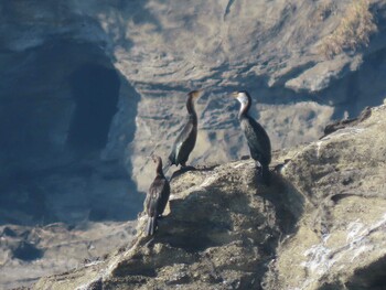 2021年12月11日(土) 城ヶ島の野鳥観察記録