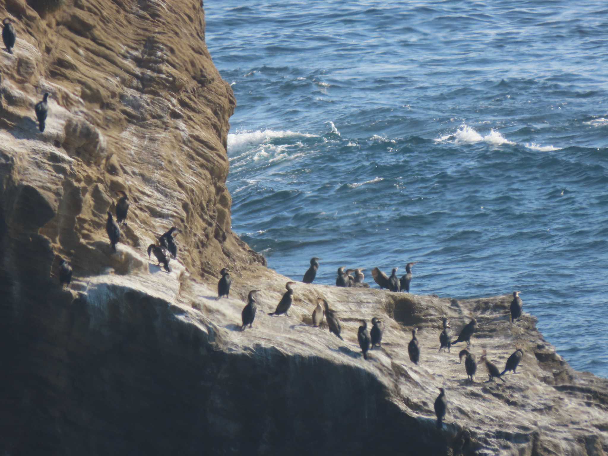 城ヶ島 ウミウの写真 by のぐち