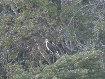 ミサゴ 小網代の森 2021年12月11日(土)