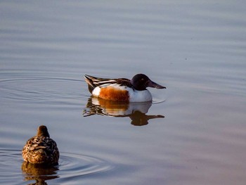 Northern Shoveler 大沼(宮城県仙台市) Sun, 4/16/2017