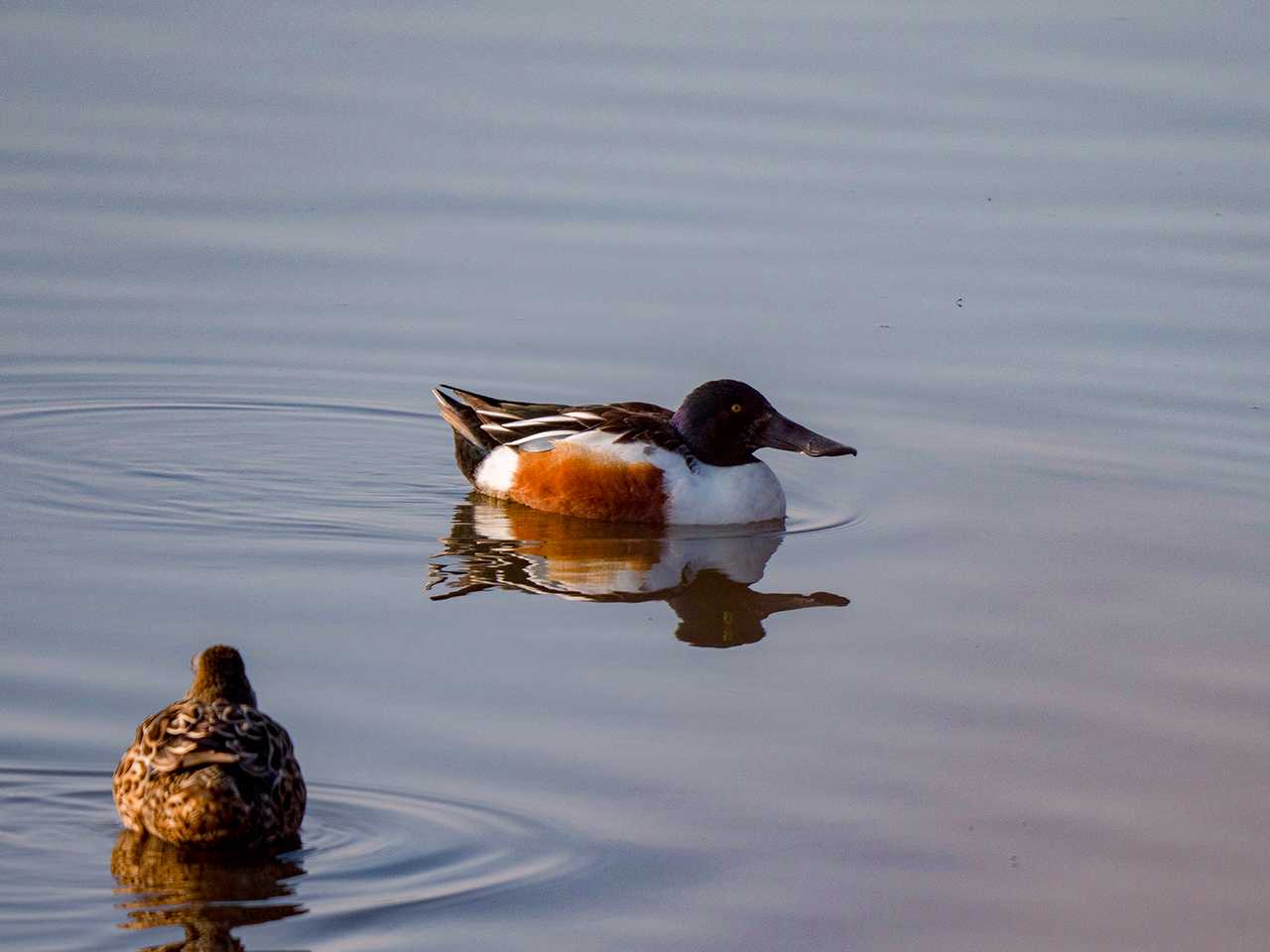 Photo of Northern Shoveler at 大沼(宮城県仙台市) by ごりぺん