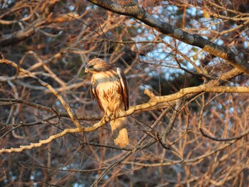 Sat, 12/11/2021 Birding report at 小網代の森