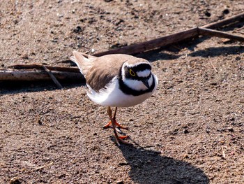 Little Ringed Plover 大沼(宮城県仙台市) Sun, 4/16/2017