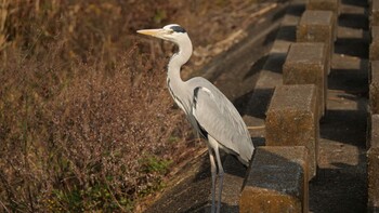 Grey Heron 淀川河川公園 Sun, 12/12/2021