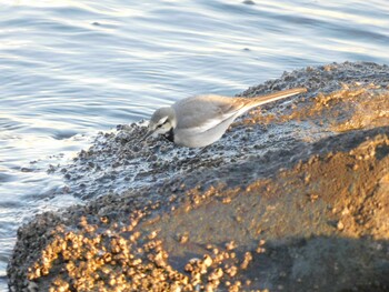 ハクセキレイ 東京港野鳥公園 2021年12月11日(土)