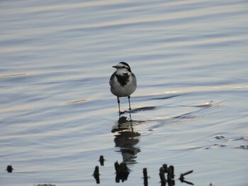 ハクセキレイ 東京港野鳥公園 2021年12月11日(土)