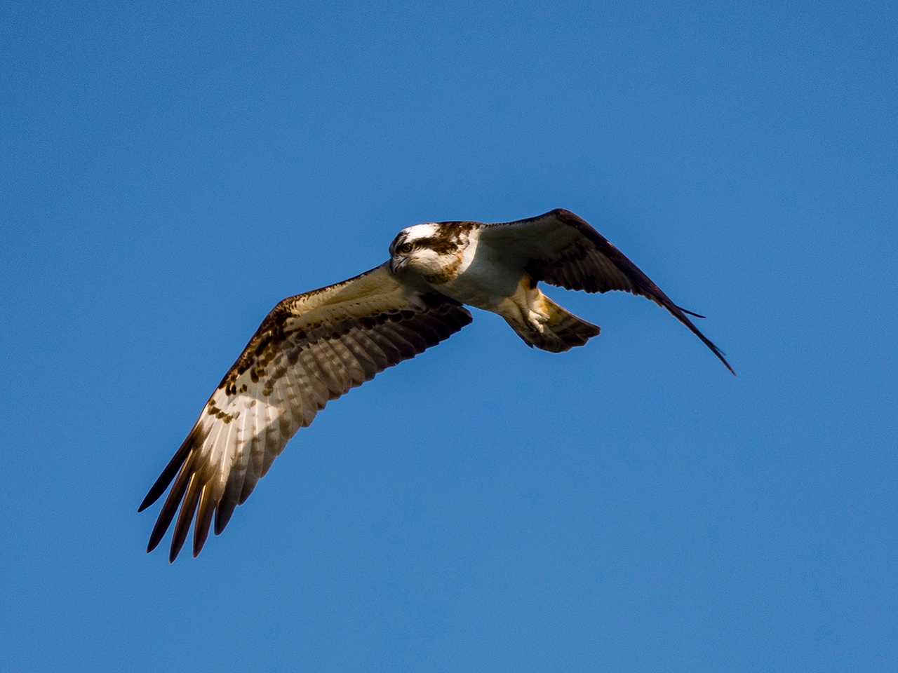 Photo of Osprey at 大沼(宮城県仙台市) by ごりぺん