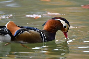 Mandarin Duck Machida Yakushiike Park Sun, 12/12/2021