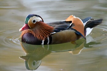 Mandarin Duck Machida Yakushiike Park Sun, 12/12/2021