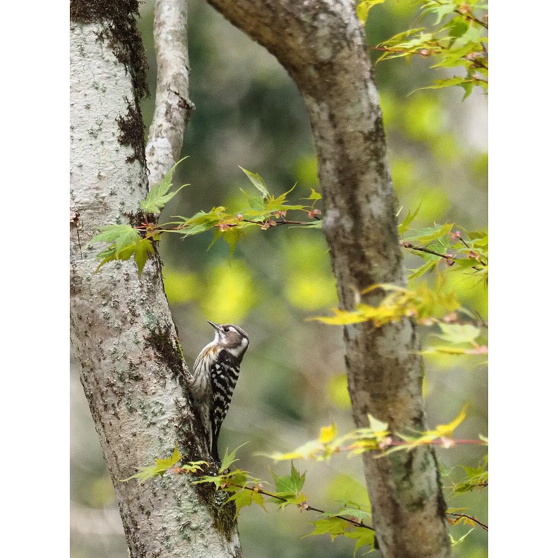  コゲラの写真 by Norimasa Matsushita