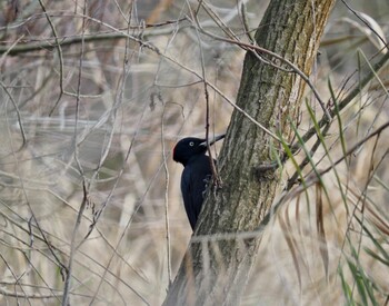 2021年12月11日(土) ランペルトハイマー　アルトライン「マンハイム近郊」の野鳥観察記録