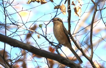 Bull-headed Shrike 西八王子 Sun, 12/12/2021