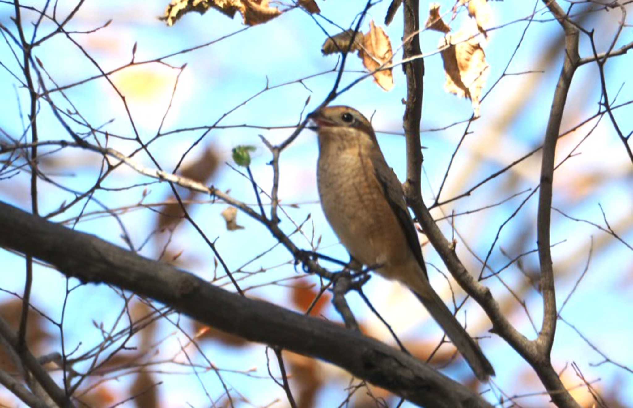 Photo of Bull-headed Shrike at 西八王子 by まめカメラ