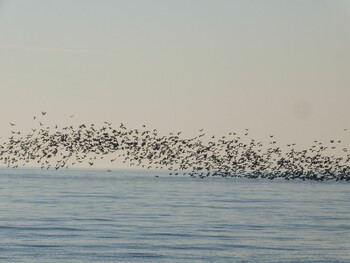 Great Cormorant 幕張の浜 Sun, 12/12/2021