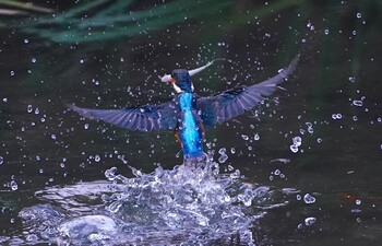 2021年12月12日(日) 千里南公園の野鳥観察記録