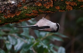 2021年12月12日(日) 山田西公園の野鳥観察記録