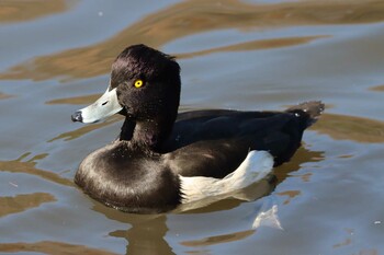 キンクロハジロ こども自然公園 (大池公園/横浜市) 2021年12月12日(日)