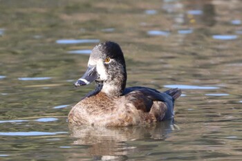 クビワキンクロ こども自然公園 (大池公園/横浜市) 2021年12月12日(日)