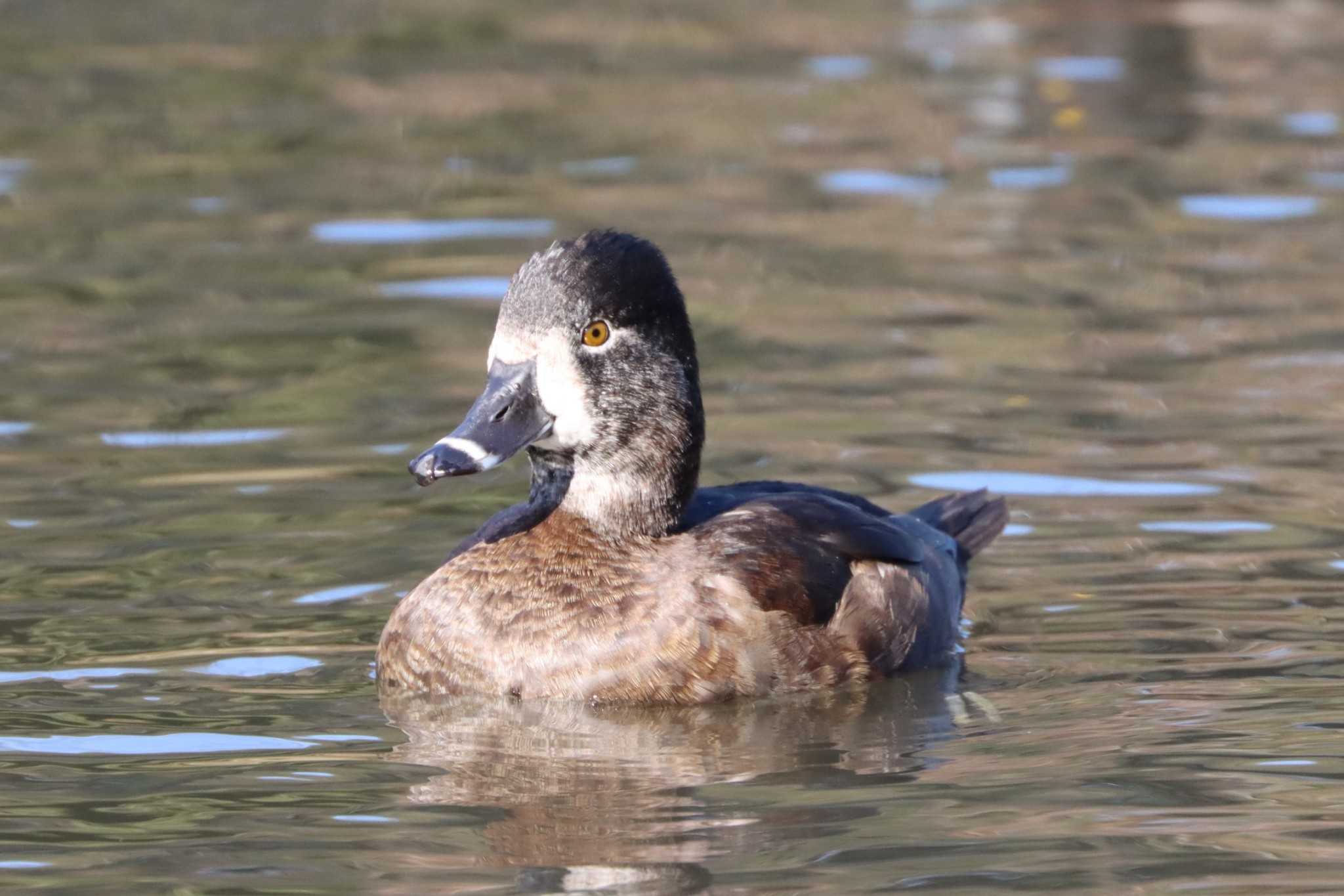 こども自然公園 (大池公園/横浜市) クビワキンクロの写真 by ぼぼぼ