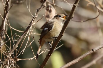 ジョウビタキ こども自然公園 (大池公園/横浜市) 2021年12月12日(日)