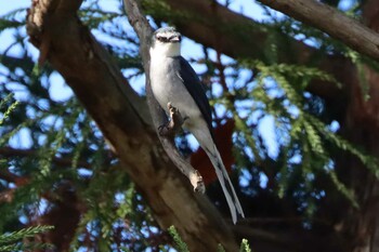 リュウキュウサンショウクイ こども自然公園 (大池公園/横浜市) 2021年12月12日(日)