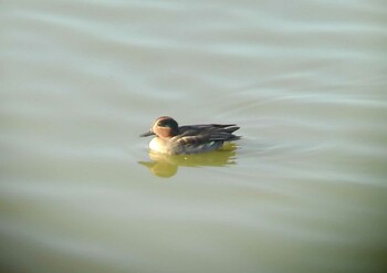 2021年12月5日(日) 伊佐沼の野鳥観察記録