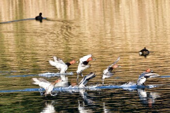 2021年12月13日(月) 長浜公園の野鳥観察記録