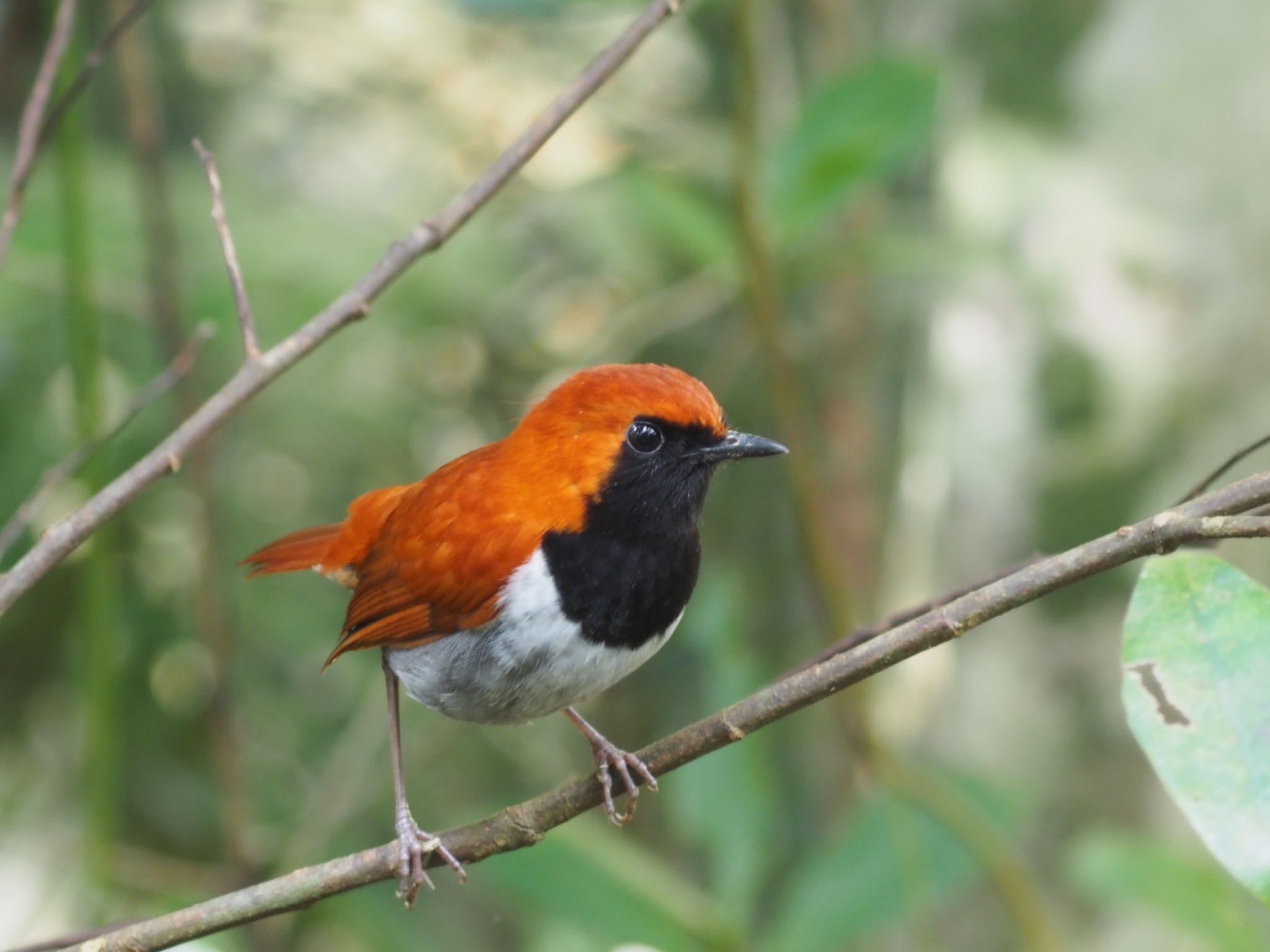 Photo of Okinawa Robin at Kunigamison by ハイウェーブ