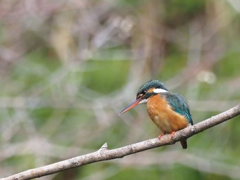 Common Kingfisher Unknown Spots Sat, 3/25/2017