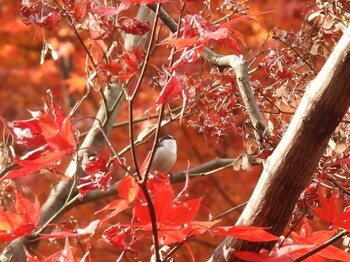 2021年12月12日(日) 新宿御苑の野鳥観察記録